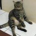 meow_jennie (@mycatjennie) Twitter profile photo meow_jennie (@mycatjennie) Twitter profile photo