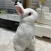 だいふくマン🐇 (@daifukureepy) Twitter profile photo だいふくマン🐇 (@daifukureepy) Twitter profile photo