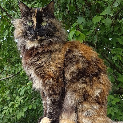 clovicto's profile picture. 