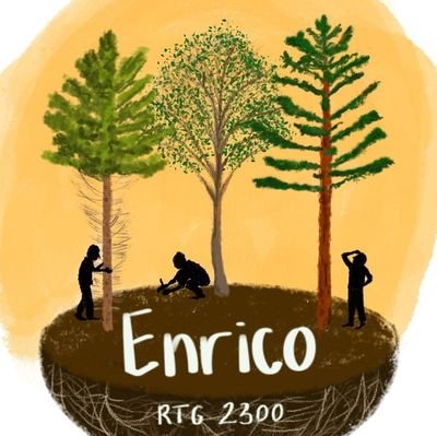 EnriCo - @DFG_public funded Research Training Group 2300 at @unigoettingen. Works on the Enrichment of European Beech #forests with conifers. PR team tweeting.