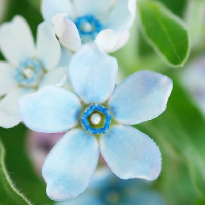 紅茶好き＆写真好き。お茶やお花、風景などの写真を投稿しています。魅力的なものを、もっと魅力的に撮りたい！　DMには反応いたしません。無言フォロー失礼いたします。