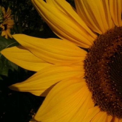 imladris75's profile picture. 🐶Dog lover (especially boxers, since I grew up with them). Mostly found at the local animal shelter or the Dojang 🥋