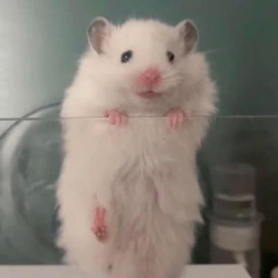 脱体脂肪さんのプロフィール画像