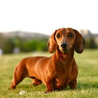 Dachshund Deep Lover(@dachshund_deep) 's Twitter Profile Photo