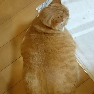 しまこーさんのプロフィール画像