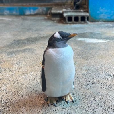 これまでのペンギンとこれからのペンギンを🐧ペンギンのことだけ考えながら生きたい