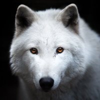 Kris - Ark 🐀🐺 ⚔️ (@arkray_) Twitter profile photo