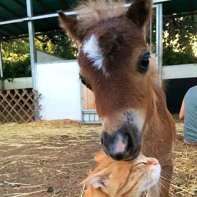 Ifejjat's profile picture. 
