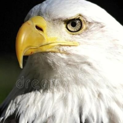 Roslagens_eagle Profile Picture