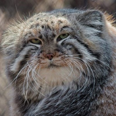 AllandFor's profile picture. crypto enthusiast