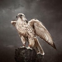 الصقر الجريح (@m_26665) Twitter profile photo