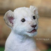シンLions (@shin_lions5120) 's Twitter Profile Photo シンLions (@shin_lions5120) 's Twitter Profile Photo