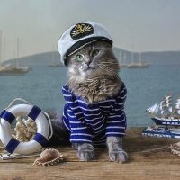 Captain Cat (@capta1n_cat) 's Twitter Profile