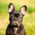 Frenchie Lovers (@_frenchielovers) Twitter profile photo