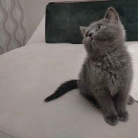 kaktüshanim (@kaktshanim1) 's Twitter Profile