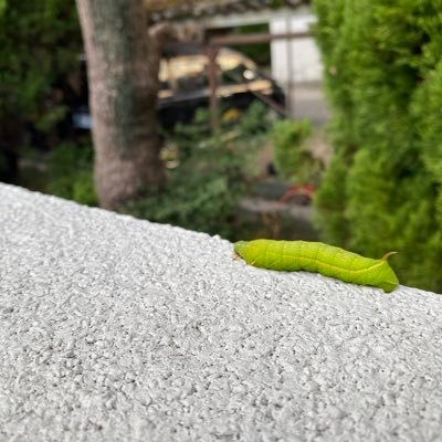 中高生の3人息子をもつシングル。民間企業、学校事務員を渡り歩き、今は行政で働きながら民生、PTAで地域活動を楽しんでいます。