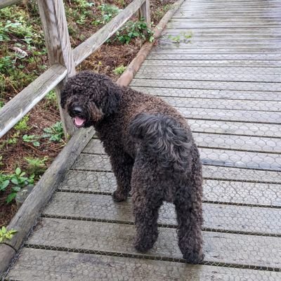 Dpuerto_20's profile picture. Graduado en ADE y antiguo auditor📊, actualmente estudiante de historia📔 en la UB. Me gusta invertir en bolsa📈 y jugar a bridge♥️♦️♣️♠️