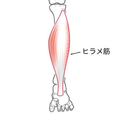 医学生M6 医療系スタートアップでインターン▶︎医療トレンドや行政資料の解説してました/アザラシライティング塾