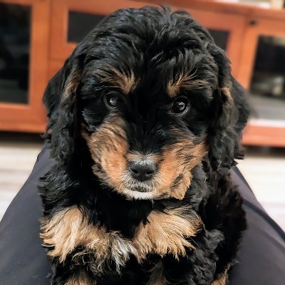 Meet Ella, the cutest pup on Twitter!

Mini Poodle, Cavalier King Charles, Bernese Mountain Dog mix.

Ready to explore DC and beyond starting Feb 18.