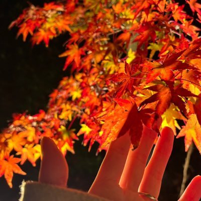 きなこさんのプロフィール画像