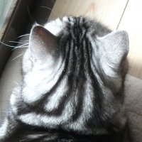 にゃんこひめ (@nyankohime2015) 's Twitter Profile