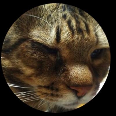 mayutty1212's profile picture. 00line zeroseなりたて。