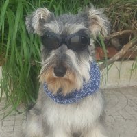 Eddie Schnauzer(@Eddie_barbas) 's Twitter Profile Photo