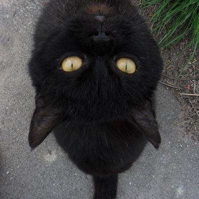 noughtymermaid's profile picture. کوسه ی جغد نما 🦉