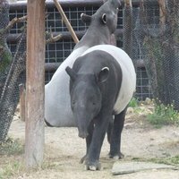 🌈みっちゃん🌍💫(@tapir0821) 's Twitter Profile Photo