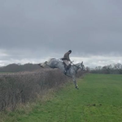 lesterfutter Profile