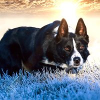 @macraesheepdogs(@macraesheepdogs) 's Twitter Profile Photo