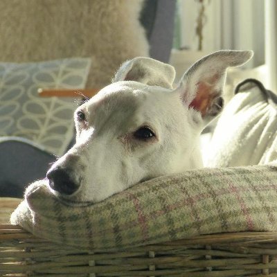 MrWhippet Profile Picture