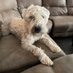 Buddy Bucky (@bucky1108) Twitter profile photo Buddy Bucky (@bucky1108) Twitter profile photo