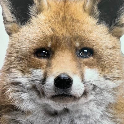 fox4524 Profile Picture