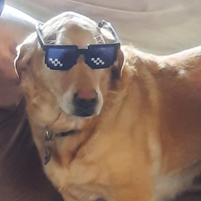 shelbydog61's profile picture. 