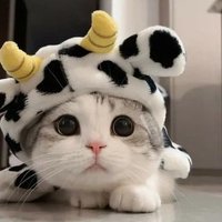 Cute | Poor Cat | Kitty(@PoorCat15) 's Twitter Profile Photo