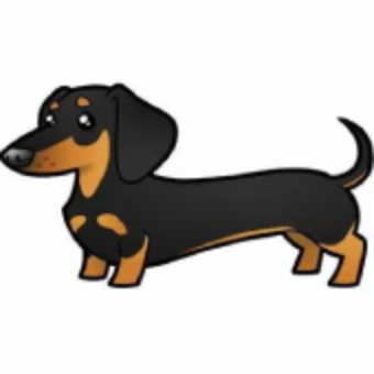 👉Greetings from @dachshundsquad
🐕We share the most gorgeous #dachshund images and videos everyday🐕
🐶Follow us if you really love dachshund🐶