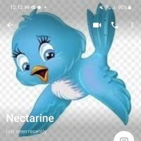 🇨🇵Nectarine (@nectarine54) 's Twitter Profile