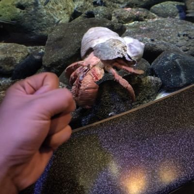 UtDdx4Z__KkpRnA's profile picture. きぐるいポエミーモンスター