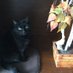 Carol Evans (@carolhighpark1) Twitter profile photo Carol Evans (@carolhighpark1) Twitter profile photo