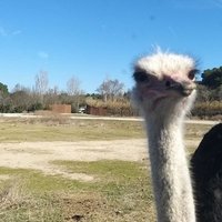Jordi Gesé (@jordigese) 's Twitter Profile