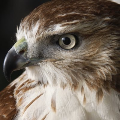 Joeyfalcon69 Profile Picture