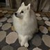 Zach and his hoomum (@susanvass5) Twitter profile photo Zach and his hoomum (@susanvass5) Twitter profile photo
