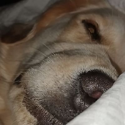 smartpant_ssbm's profile picture. Falcon and fox main in melee from Norway