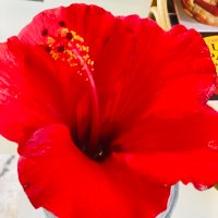 Soteria Ieremia (@hibiscuslia) 's Twitter Profile
