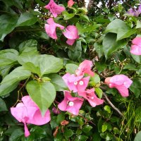 🍋あらら🍋👓 (@4ariori) Twitter profile photo