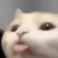 elgatoさんのプロフィール画像