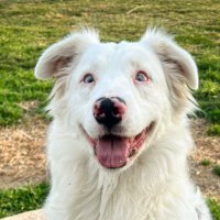 Lex (@kunuinstudio) 's Twitter Profile