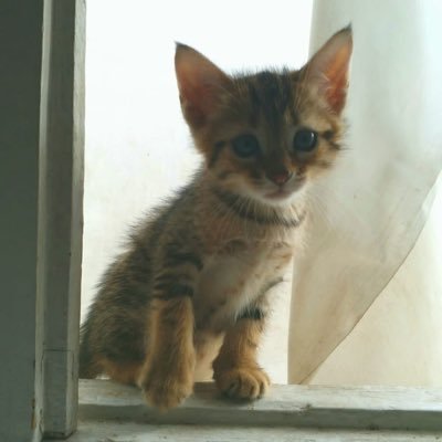 AyaHash333's profile picture. AI Engineer