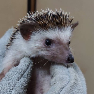 🦔♂オス 2歳 🦔🇯🇵日本生まれ 埼玉県出身 🎂2020年12月25日生まれ  🏡2021年3月25日にキター ハリネズミに無我夢中(*≧∀≦*) 飼い主 祐介 🚹